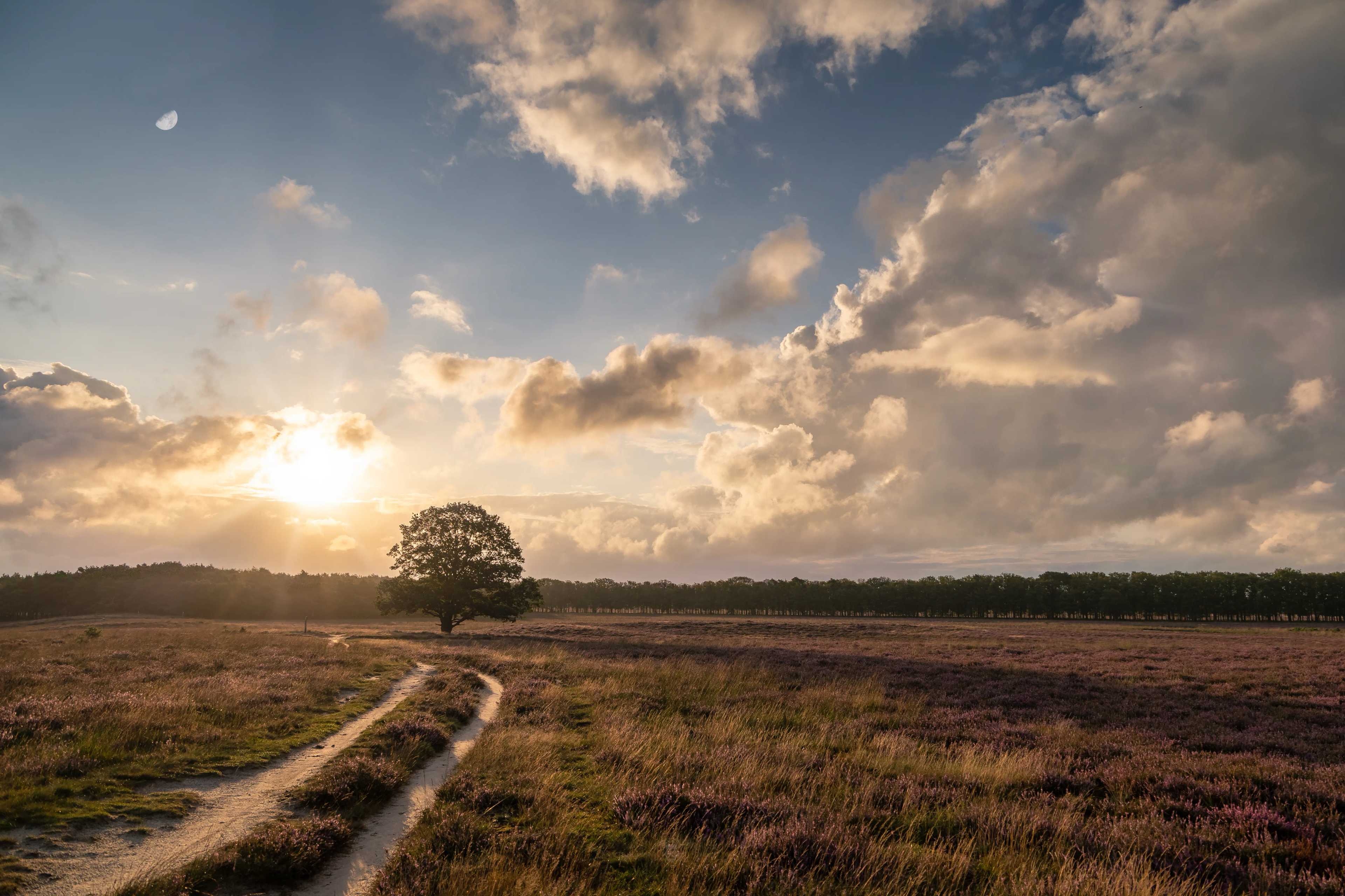 Quiet Oak Shining