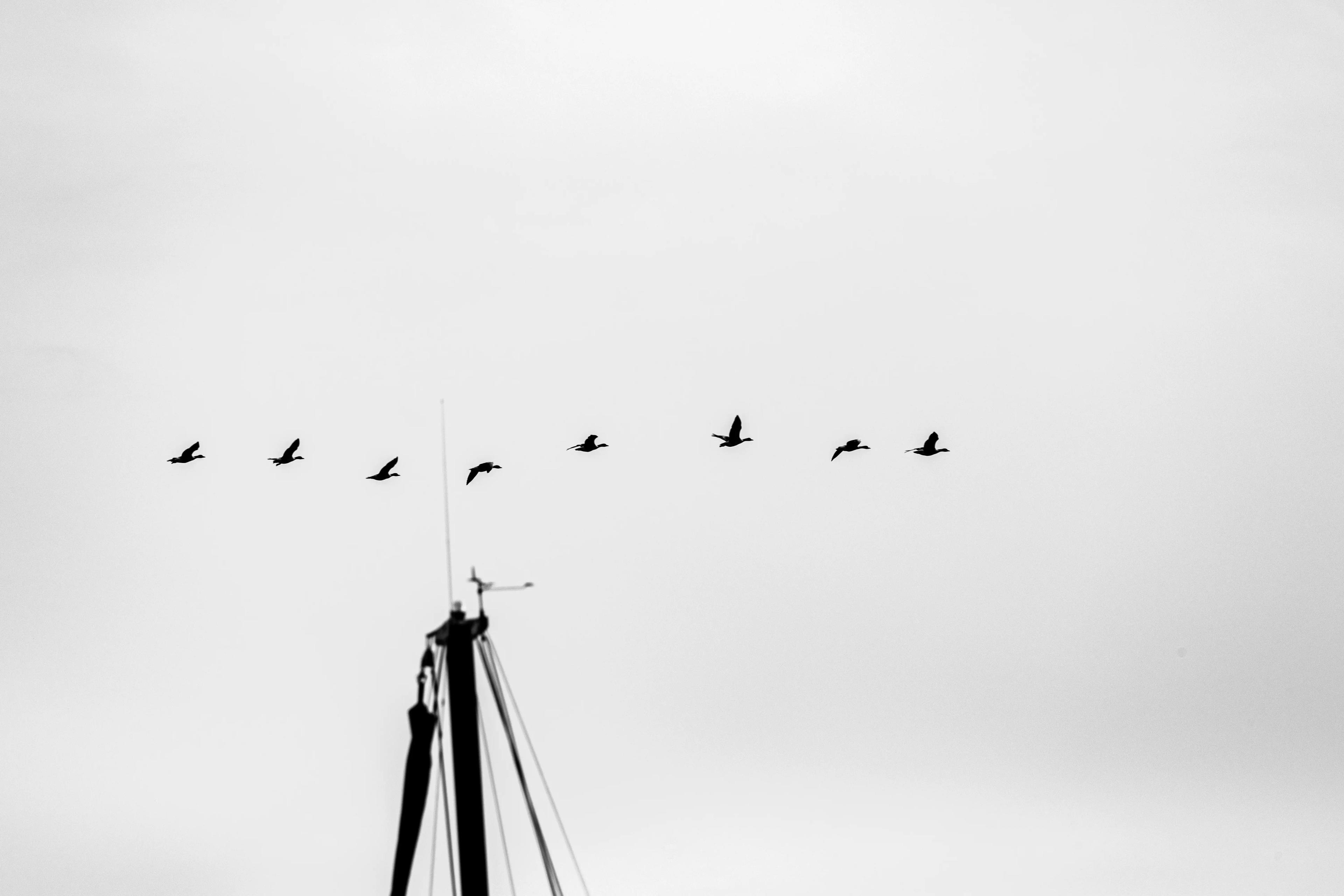 Blank Birds Sailing