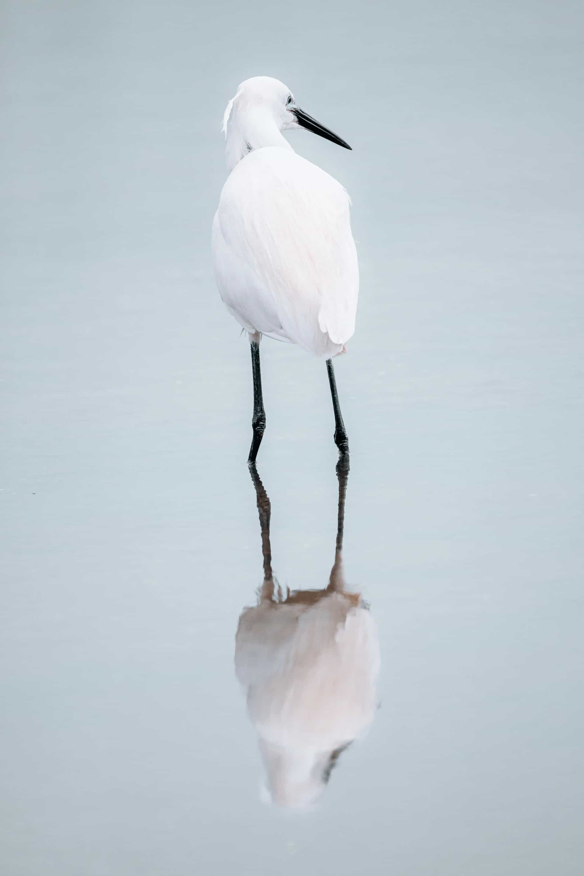 Silent Water Sentinel